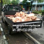 Jual Tebok Love Bird Mentahan