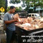 Jual Tebok Love Bird Mentahan