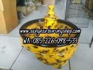 Tebok Lovebird Cincin Kuning