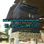 Sangkar Ukir Cucak Ijo