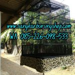 Sangkar Burung Ukir Cucak Ijo