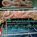 Sangkar Ukir Naga Jepar
