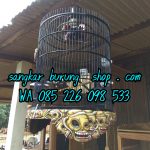 Tebok Ukir Lovebird Tengkorak