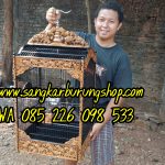 Sangkar Cungkok 200 Kilin