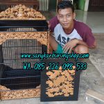 Sangkar Cungkok 200 Kilin