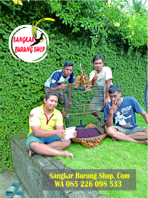 Jual Sangkar Cungkok Kacer