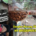 Sangkar Murai Harga Ratusan Juta