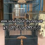 Sangkar Ukir Cucak Ijo Oval Sea Food