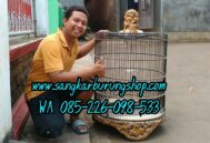 Sangkar Ukir Murai Shio