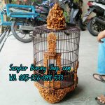 Sangkar Cungkok Jepara
