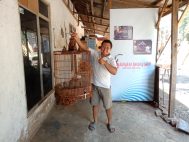 Jual Sangkar Ukir Murai Biksu