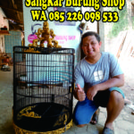 Jual Sangkar Cungkok Murai Batu