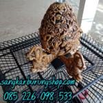 Sangkar Cungkok Kacer Oval Tanpa Tiang