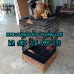 Sangkar Cungkok Kacer Oval Tanpa Tiang