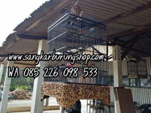 Sangkar Cungkok Kacer Oval Tanpa Tiang