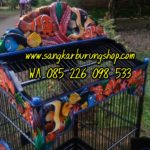 Sangkar Ukir Kacer Terbaru 2019