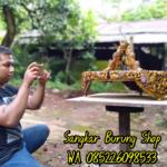 Sangkar Cungkok Murai Motif Ayam Hutan