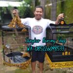 Sangkar Cungkok Murai Motif Ayam Hutan