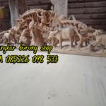 Sangkar Cungkok Kacer 9 Naga