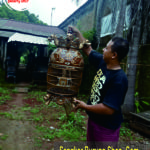 Sangkar Perkutut Mahkota Super