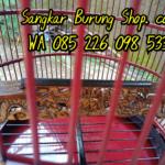 Harga Sangkar Perkutut Termahal
