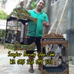 Jual Sangkar Ukir Jepara Terbaru