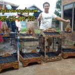 Pengrajin Sangkar Ukir Di Jepara