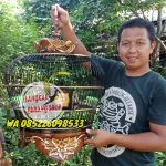 Sangkar Derkuku Ukir Jepara