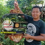 Sangkar Derkuku Ukir Jepara