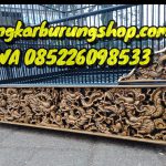 Sangkar Cucak Rowo Ukir 9 Naga