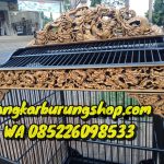Sangkar Cucak Rowo Ukir 9 Naga
